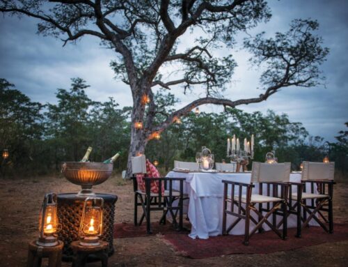 What to expect from a private safari